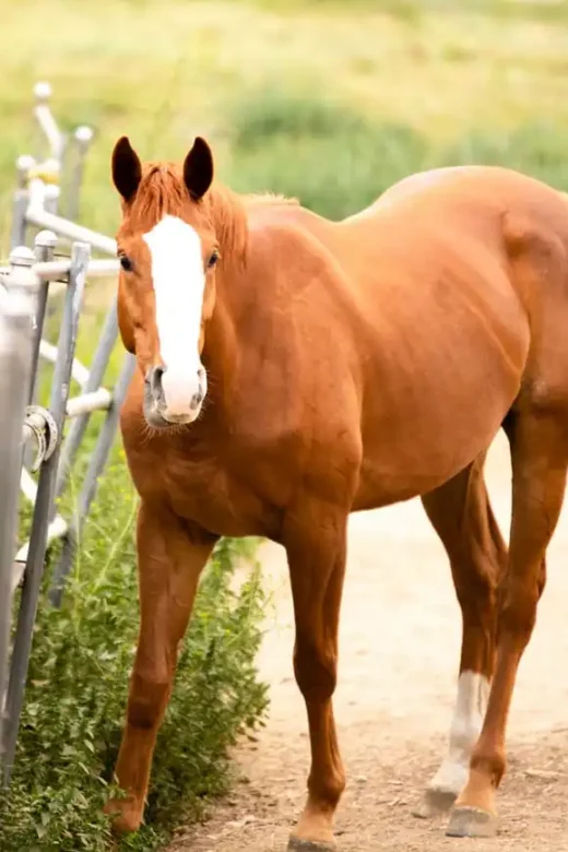 photo of a horse at 10 acre ranch