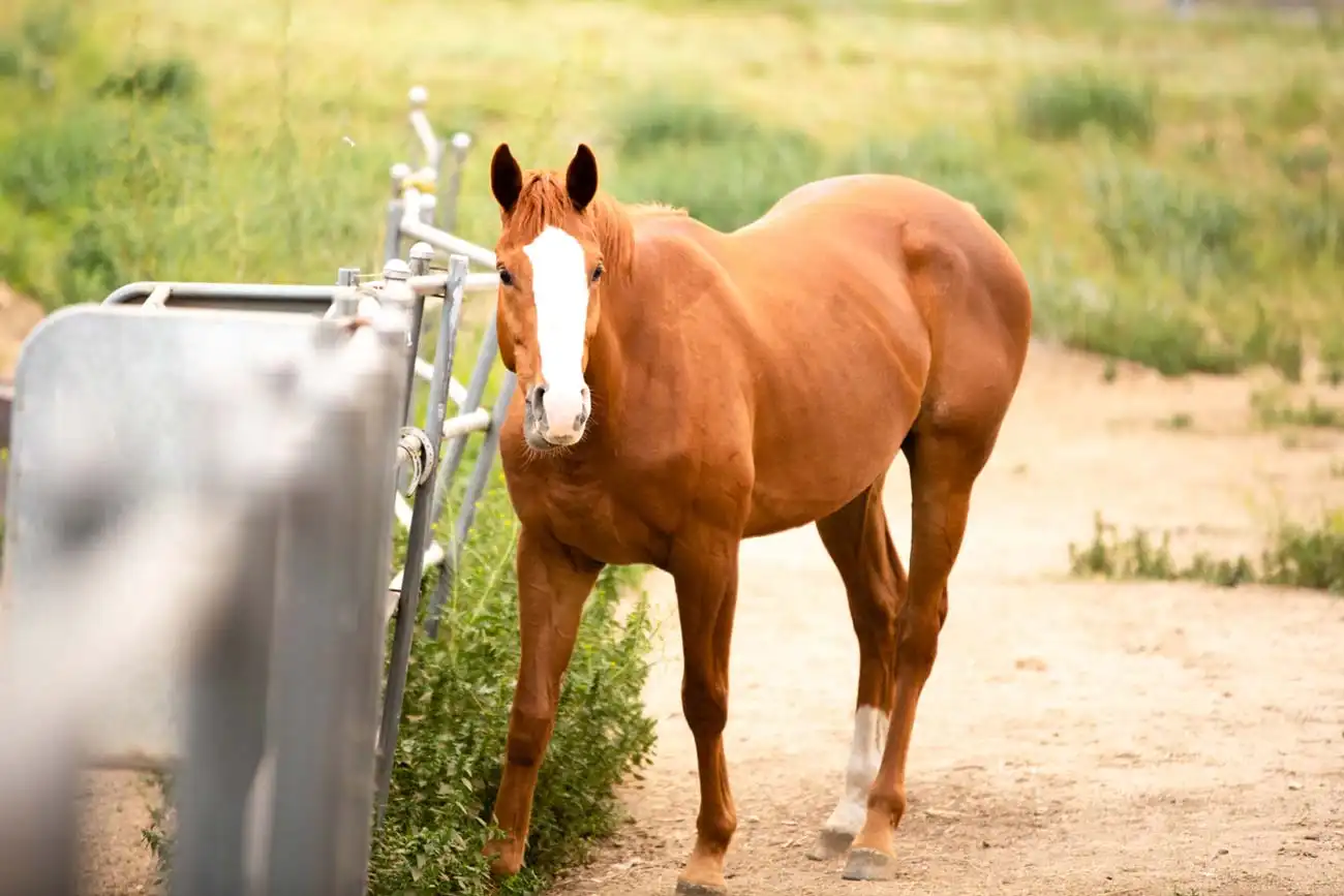 Equine Care in Addiction Therapy