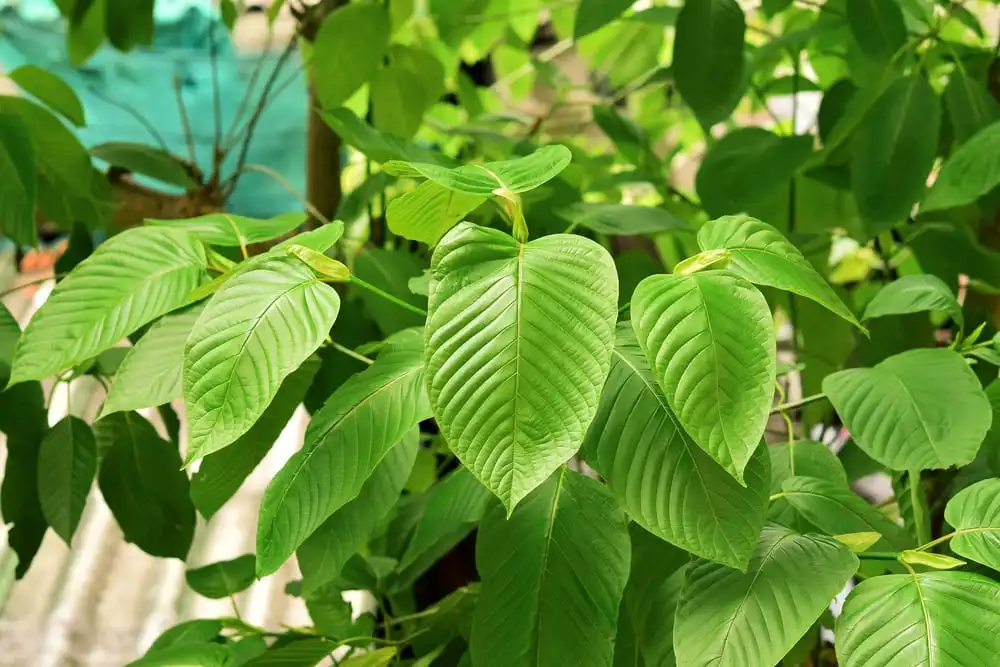 Mitragyna Speciosa or Kratom plant