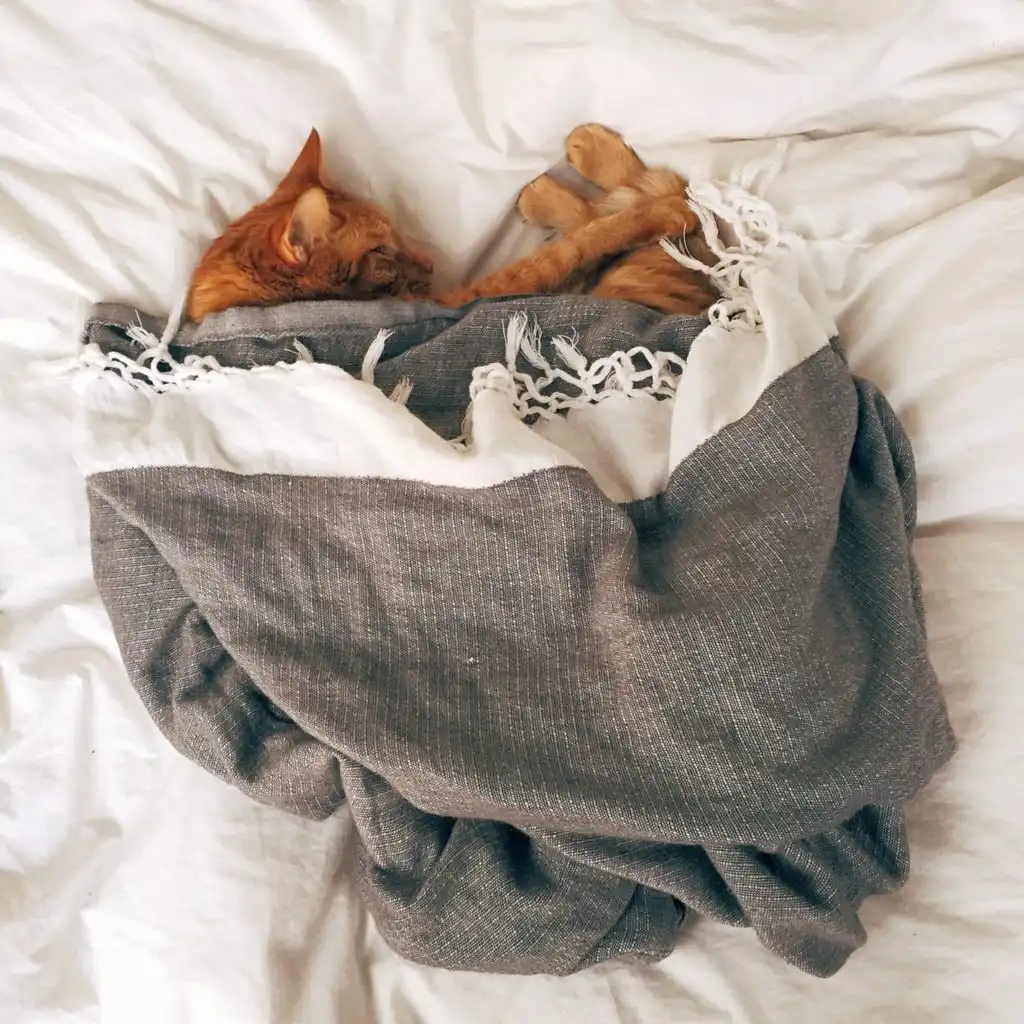 cats sleeping too much addiction recovery