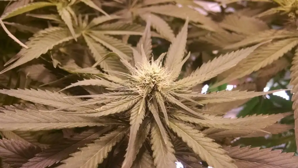 the top of a cannabis plant or marijuana or countless other drug slang terms