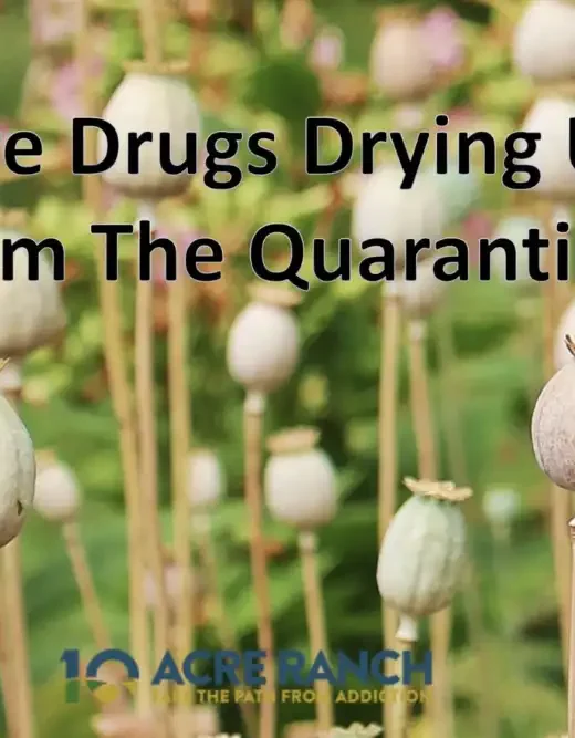 Are drugs drying up during the quarantine blog title image with poppy plant