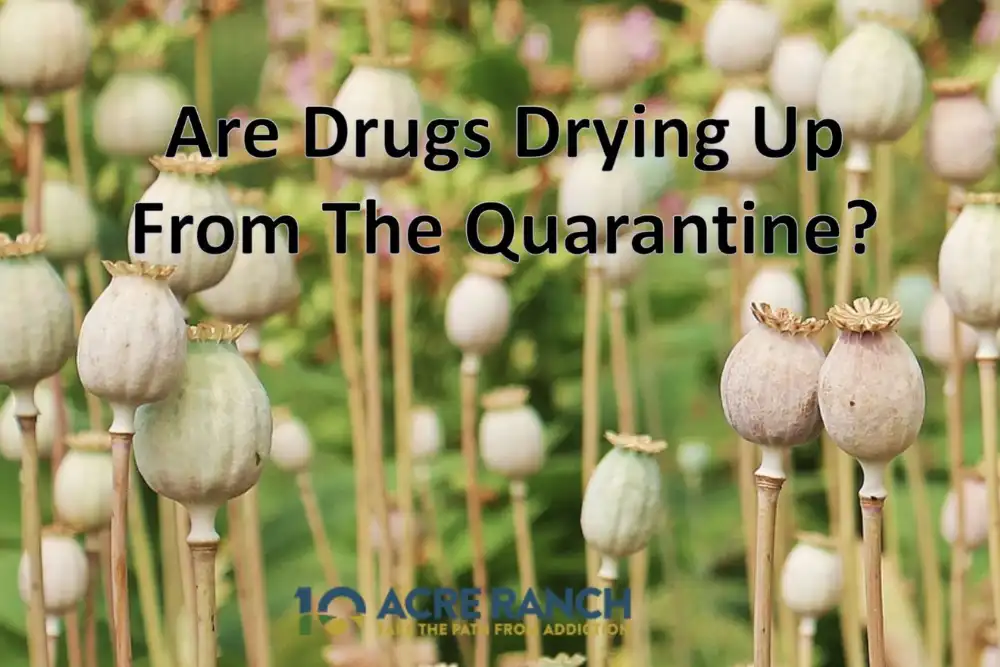 Are drugs drying up during the quarantine blog title image with poppy plant