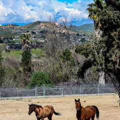 Riverside-California-addiction-treatment-drug-rehab-horses