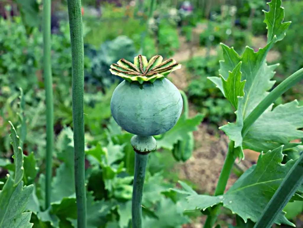 poppy plant found in Asia Mexico and Columbia