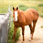 photo-of-a-horse-at-10-acre-ranch