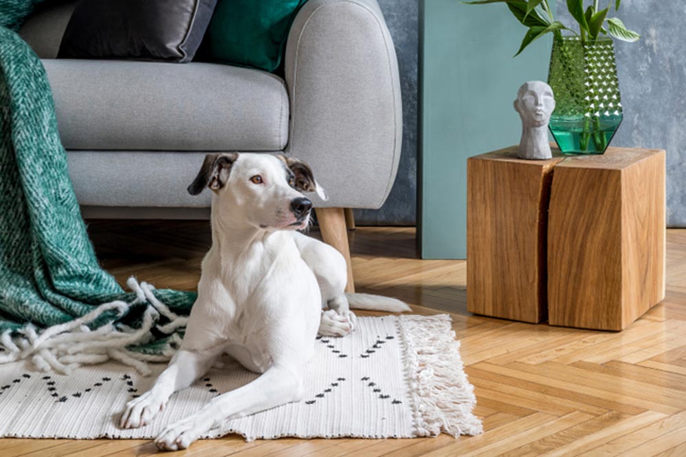 photo of a dog sitting in the living room