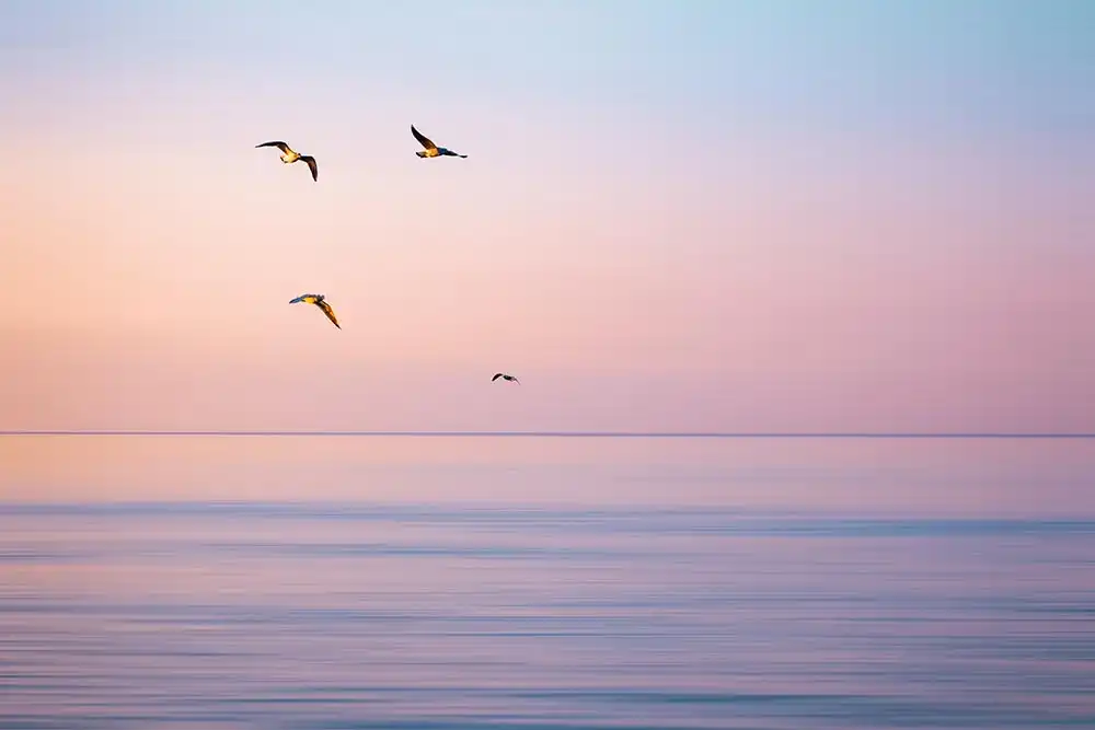 spirituality concept Seabirds Flying Over Ocean
