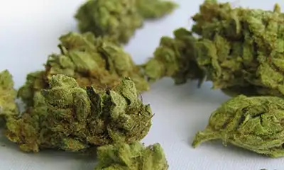 Close-up image of marijuana buds