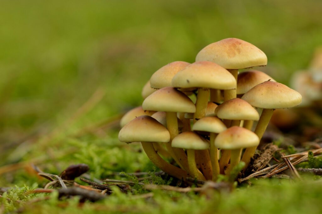 Understanding Different Types of Psychedelic Mushrooms