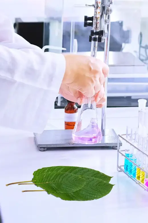 scientist working at the laboratory with color liquids in glassware and Mitragyna speciosa (kratom) plant on table