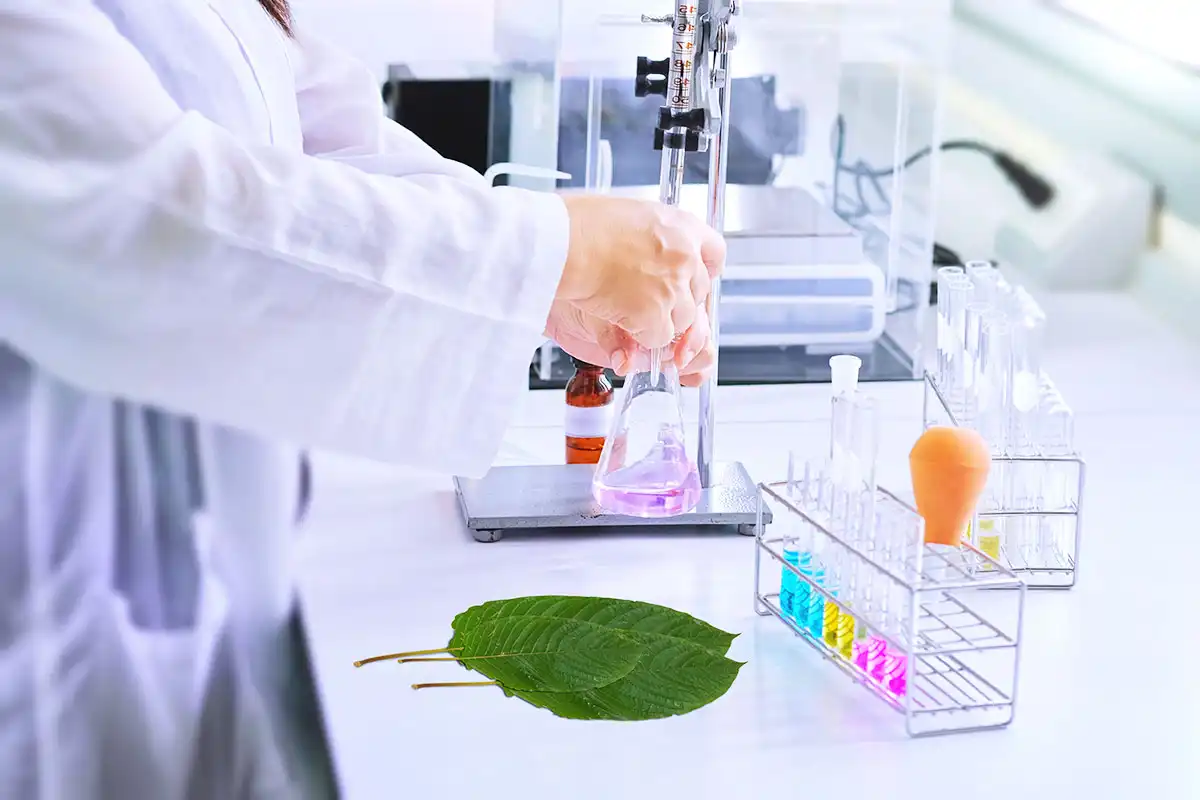 scientist working at the laboratory with color liquids in glassware and Mitragyna speciosa (kratom) plant on table