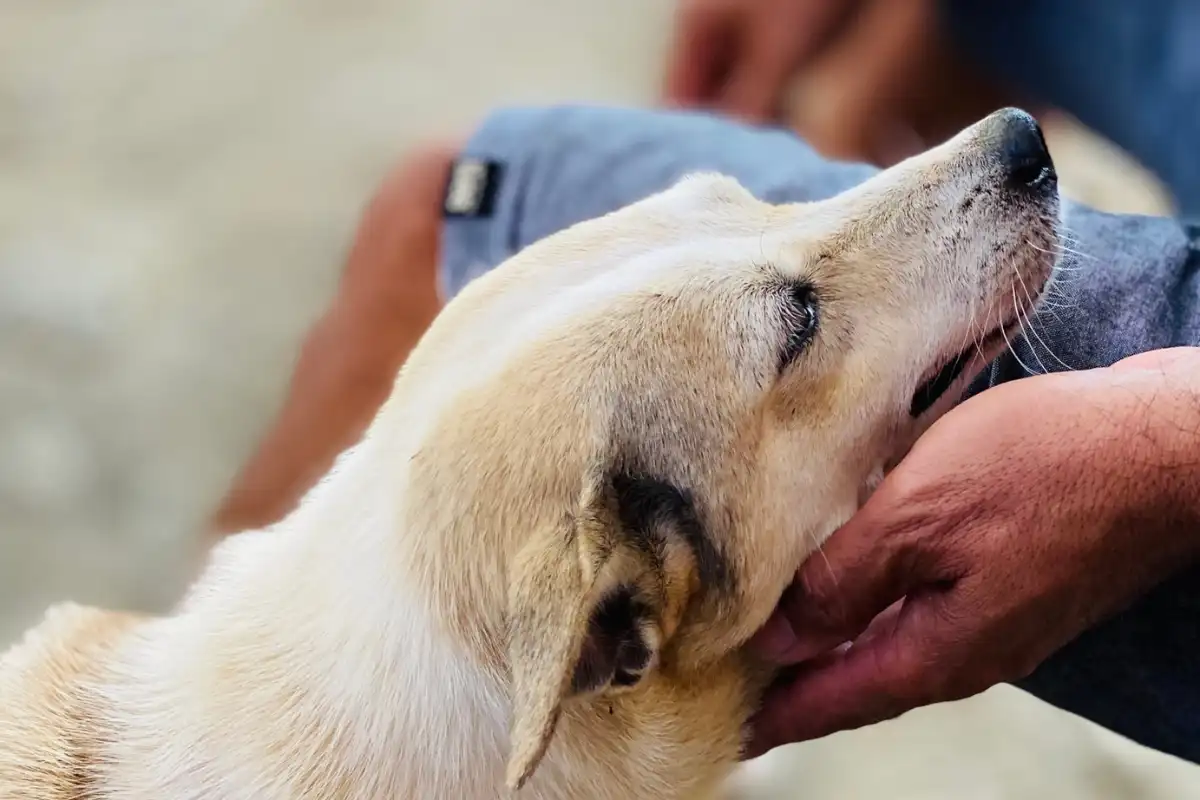 A Woman Petting a Dog