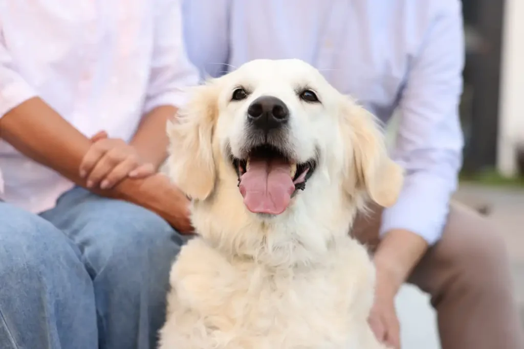 dog during group therapy in drug rehab